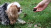 Dem Cavalier King Charles Spaniel „Minnie“ wird bei einem VHS-Kurs für die Trüffelsuche mit Hund ein Trüffel hingehalten.