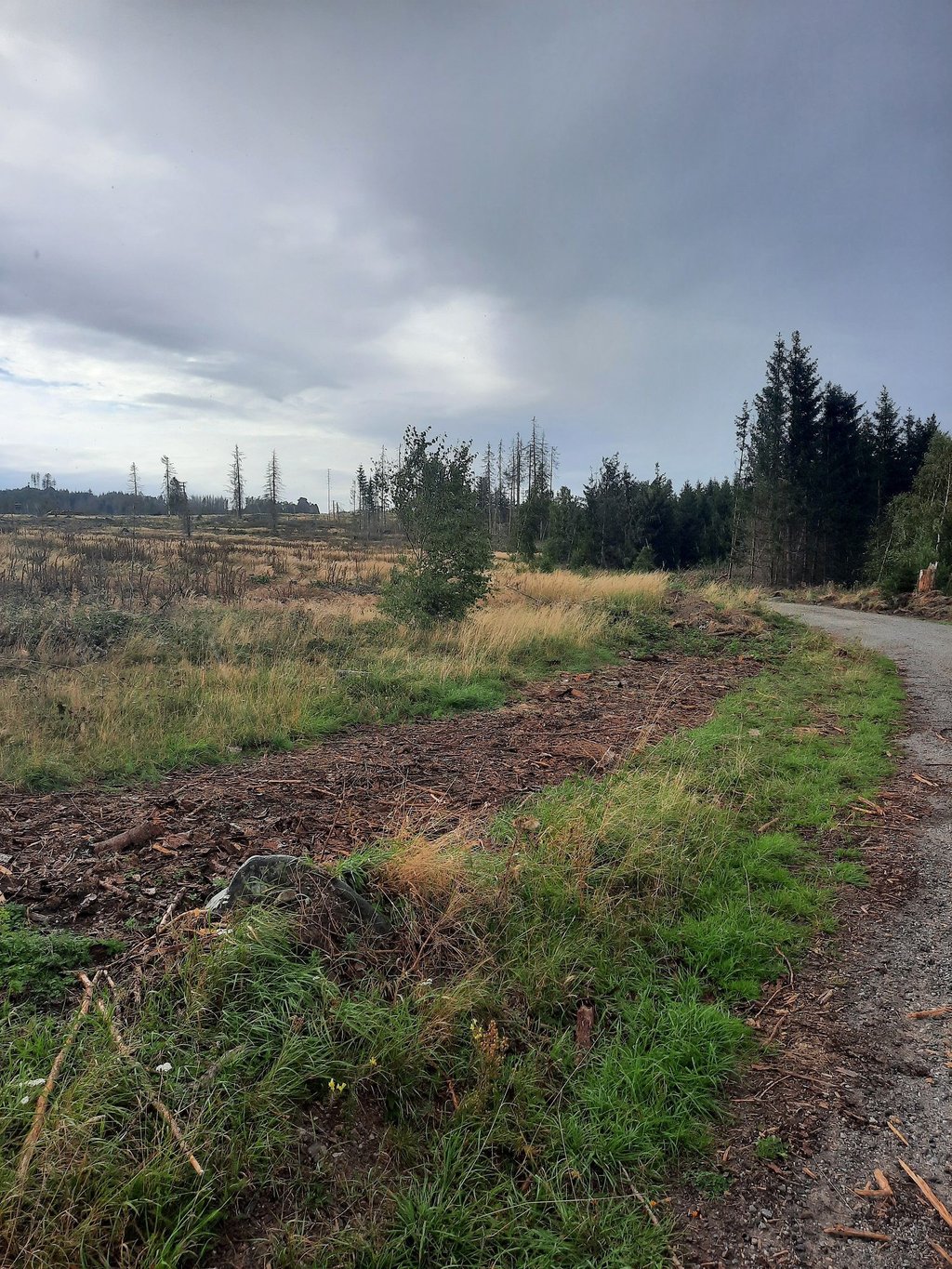Hier im Harz sollte eigentlich jede Menge Holz lagern. Stattdessen zeigt sich eine gähnende Leere. Diebe haben den Holz-Lagerplatz leergeräumt. Das Foto stammt vom Erstatter der Diebstahlsanzeige.