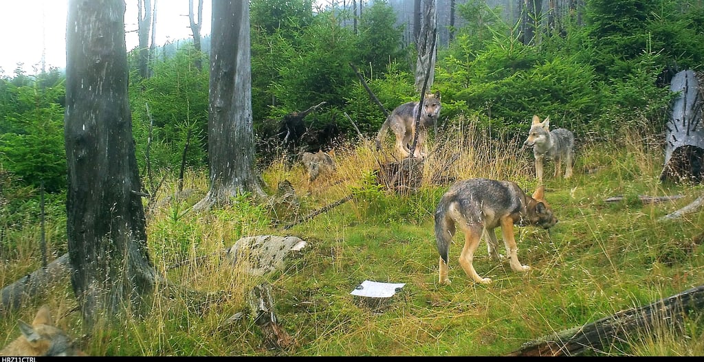 Dieses Foto aus einer Bildserie entstand am 8. August auf einer wissenschaftlichen Probefläche im Nationalpark Harz zwischen der Rangerstation Scharfenstein und der Brockenkuppe abseits öffentlicher Wege.
