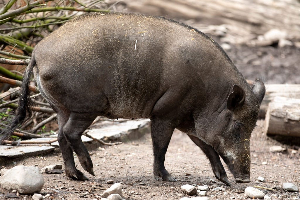 Ein Wildschwein steht in einem Gehege.