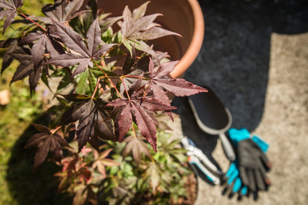 Schön dunkelrot: Japanischer roter Fächerahorn (Acer Palmatum Atropurpureum) kann auch im Herbst gepflanzt werden.