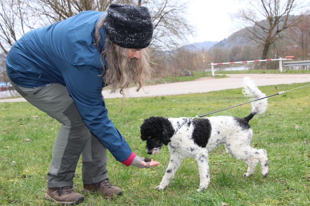 Eine Teilnehmerin des Vhs-Kurses „Trüffelsuche mit Hund“ hält ihrem Pudel „Frida“ einen Trüffel hin.