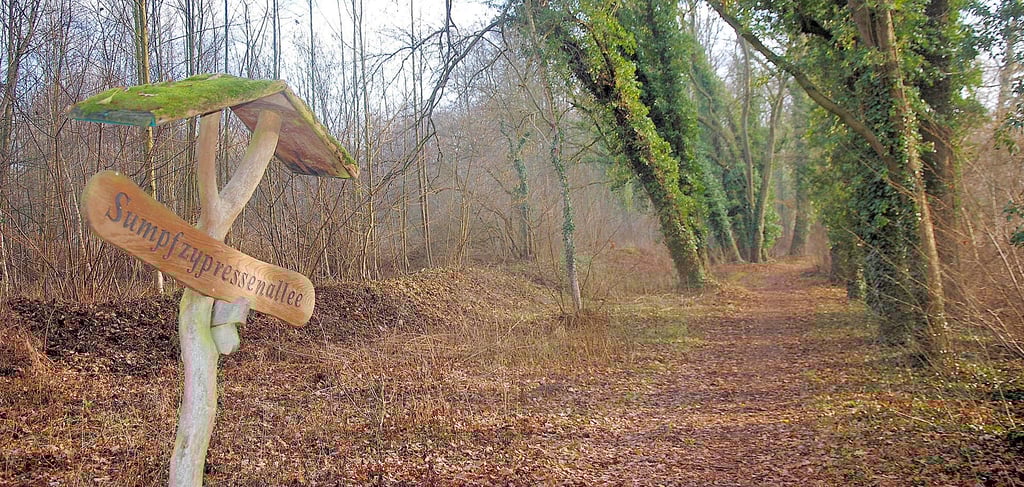Zu den Sehenswürdigkeiten Beetzendorfs, über die ein fester Ansprechpartner vor Ort Touristen informieren könnte, gehört die Sumpfzypressenallee im Park.