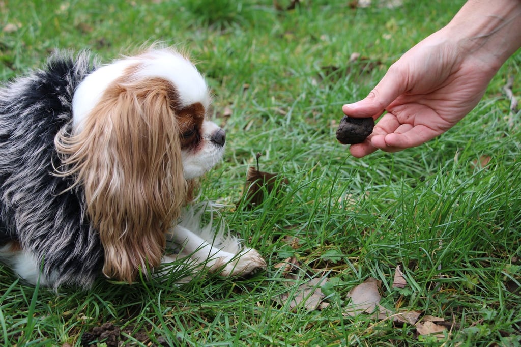 Dem Cavalier King Charles Spaniel „Minnie“ wird bei einem VHS-Kurs für die Trüffelsuche mit Hund ein Trüffel hingehalten.