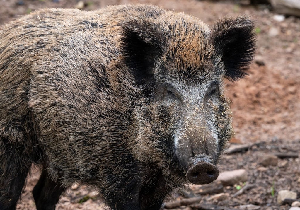 Ein Wildschwein steht in einem Wildgehege.