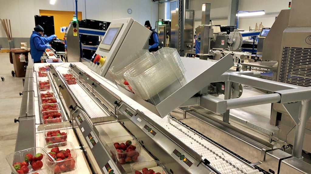Blick in die moderne Verpackungsabteilung. Dort werden die Schalen unter anderem gefüllt und gewogen.