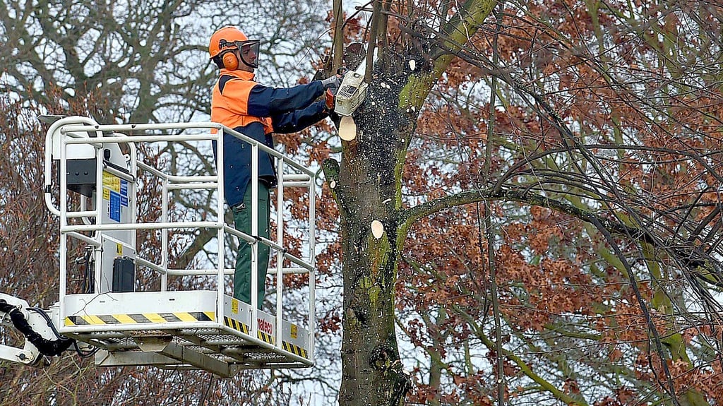 Baumschnitt Bürgerinitiative warnt „Bäume sterben langsam“