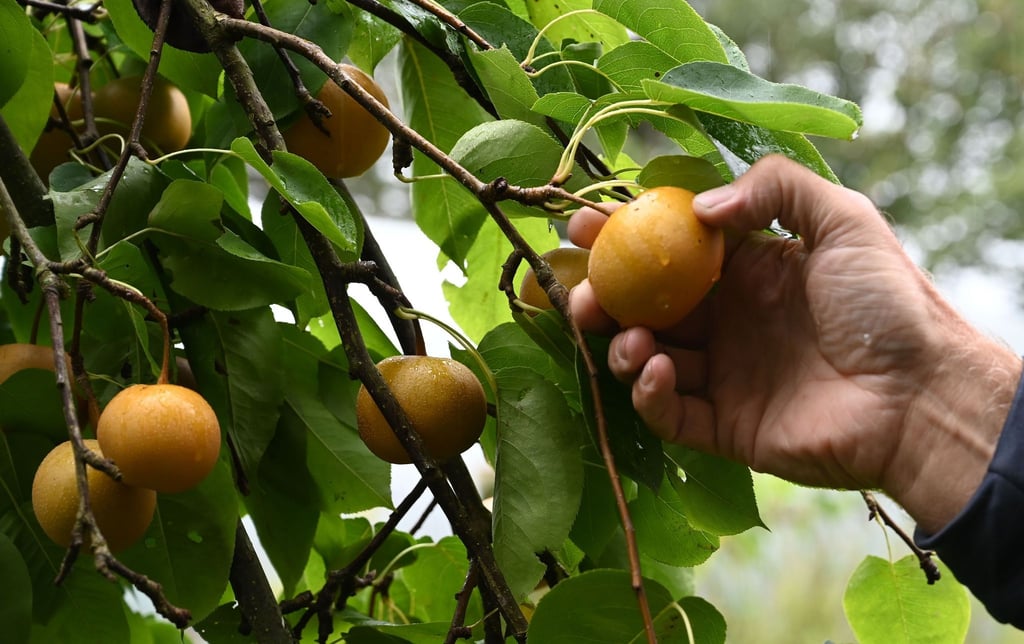 Das beste aus zwei Welten: knackig wie ein Apfel und süß wie eine Birne, die Nashi-Birne.