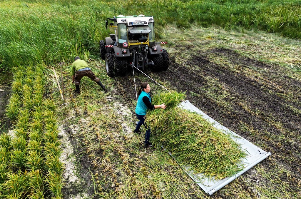 Die Landwirte Ella Koziarek und Pawel Koch bei der Reisernte.