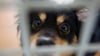 Ein Hund steht im Tierheim in seiner Box und blickt durch die Gitterstäbe.