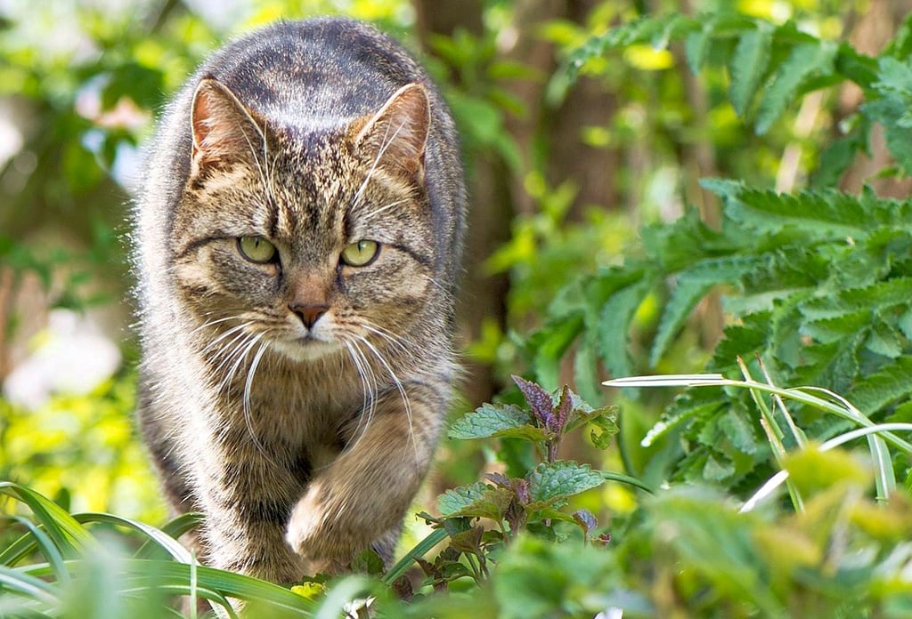 Die Stadt Falkenstein verpflichtet Katzenhalter, die ihrer Katze Zugang ins Freie gewähren, diese vorher von einem Tierarzt kastrieren zu lassen.