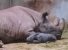 Im Zoo Magdeburg kam am Sonntag (8. Oktober 2023) ein Spitzmaulnashorn-Baby zur Welt.