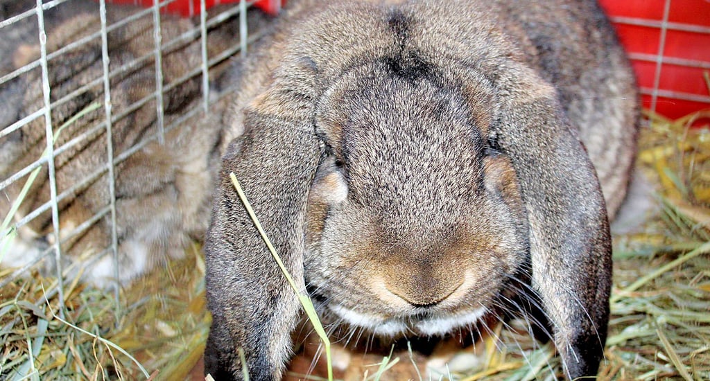 Der Deutsche Widder wildfarben von Bernd Korn aus Barmke bei Helmstedt erhielt von den Preisrichtern ein „sehr gut“. Die Widder zählen zu den großen Rassen und sind an ihren hängenden Ohren zu erkennen.