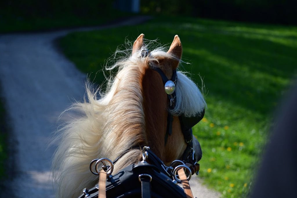 Eine Pferdekutsche ist im Harz auf der Landstraße L24 nahe Adersleben verunglückt. Eine Frau wurde bei dem Unfall von dem Gespann geschleudert. Gegen die Kutscherin ermittelt nun die Polizei. Symbolbild: