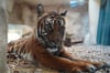 War zuletzt schwerkrank: die malaysische Tigerin Cindy aus dem Bergzoo Halle ist tot.