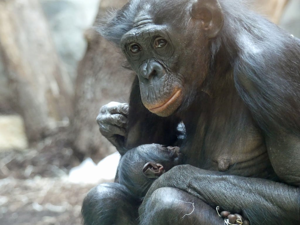 Bonobo-Weibchen „Nayoki“ mit ihrem Jungtier im Frankfurter Zoo.