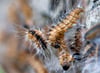 Das Nest von Eichenprozessionsspinnern an einem Baumstamm. Die feinen Härchen der Raupen können bei Menschen allergische Reaktionen hervorrufen.