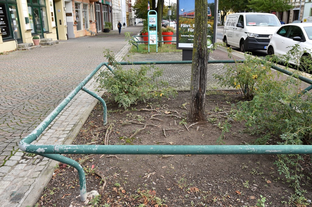 Mehr braun als grün zeigen sich manche Baumscheiben derzeit.