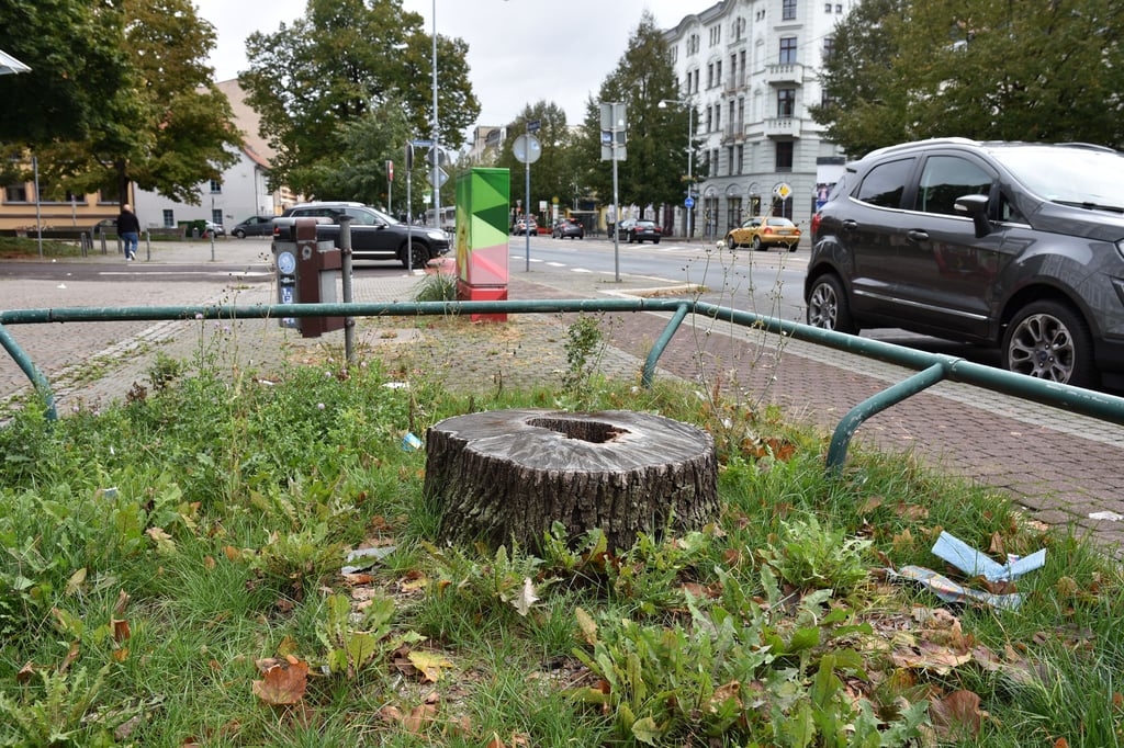 Die Baumscheiben sollen neu bepflanzt und vergrößert werden.