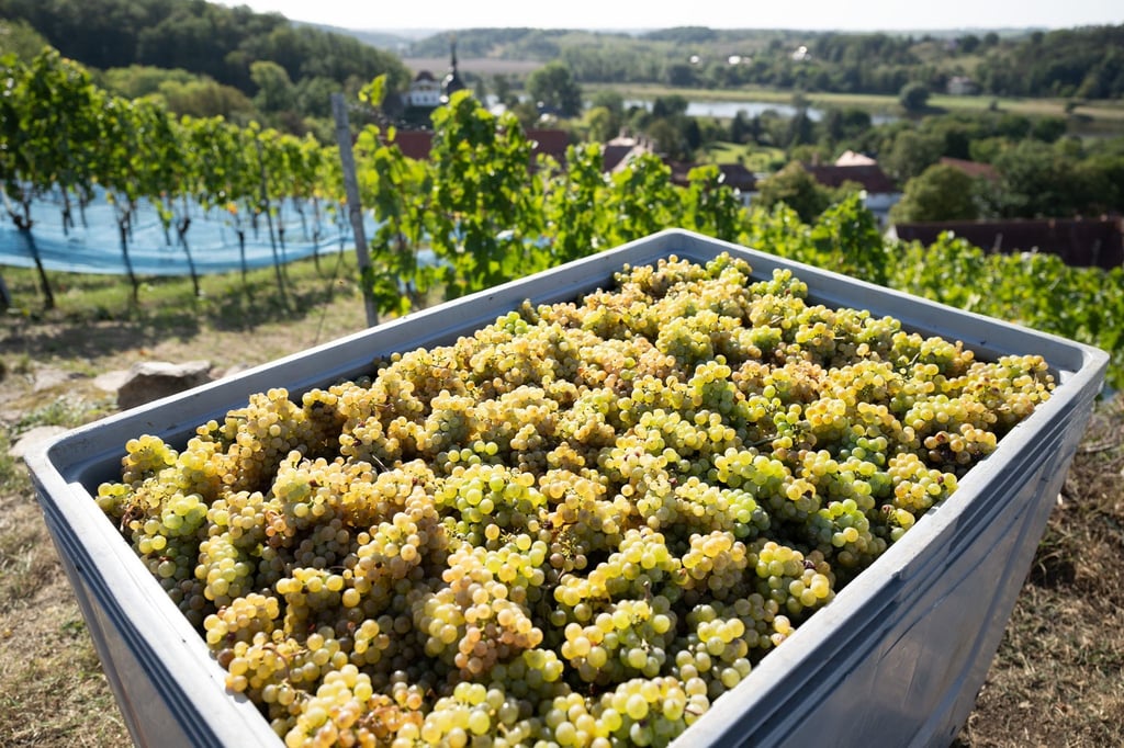 Trauben iegen bei der Weinlese in einem Trog auf dem Weingut Schloss Proschwitz.