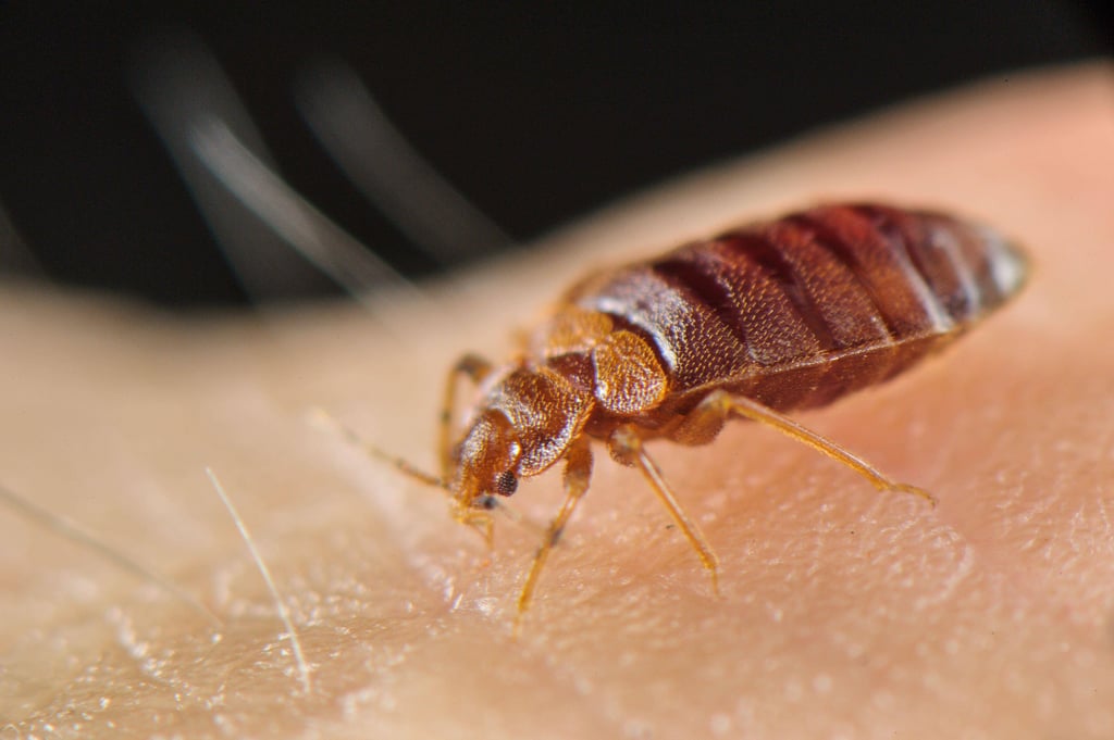 Die Bisse von Bettwanzen führen meist zu Rötungen und Juckreiz. In Sachsen-Anhalt sind die Parasiten auf dem Vormasch.