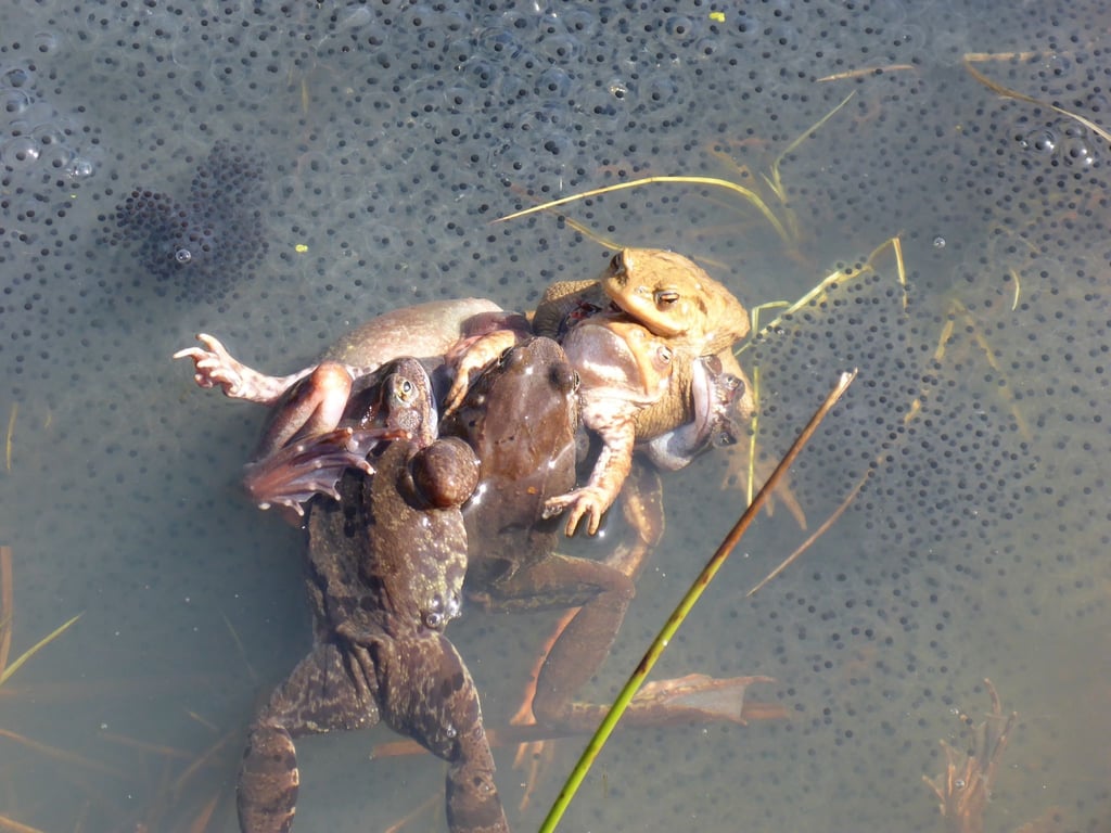 Paarungszene bei Grasfröschen: Manchmal klammern viele Männchen ein Weibchen. Die Forscher sprechen hierbei von einem „Paarungsball“, der für Weibchen häufig tödlich ende.