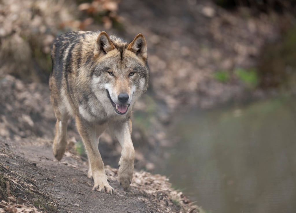 Mindestens 183 Wölfe lebten zuletzt (2021/22) in Sachsen-Anhalt. Bei Attacken fielen ihnen mindestens 250 Nutztiere zum Opfer.