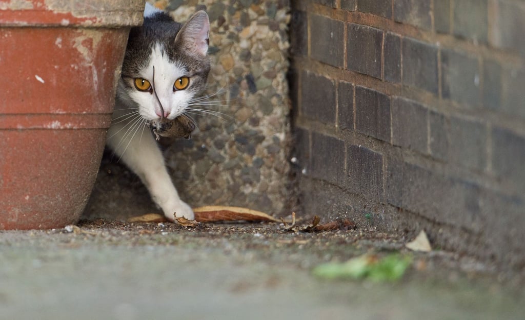 Eine Katze spielt in Hannover mit einer kurz zuvor gefangenen Maus.
