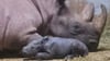 Das kleine Spitzmaul-Nashorn, dass im Magdeburger Zoo geboren wurde, sorgt im Zoo derzeit für Freudenschreie. Das hat auch etwas mit seinem Geschlecht zu tun.&nbsp; Foto: