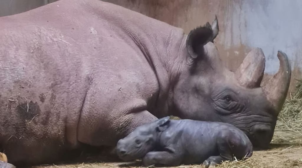 Das kleine Spitzmaul-Nashorn, dass im Magdeburger Zoo geboren wurde, sorgt im Zoo derzeit für Freudenschreie. Das hat auch etwas mit seinem Geschlecht zu tun. Foto: