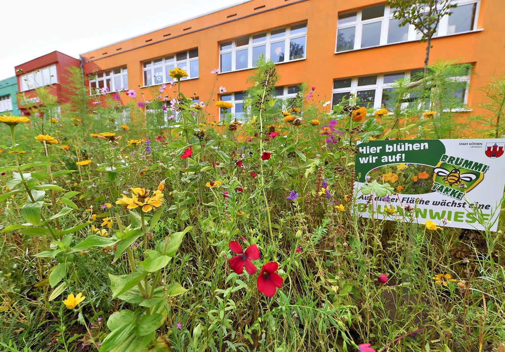 Vor den Kindergärten „Max und Moritz“ und „Pinocchio“ blühen Ringel- und Kornblumen, Mädchenauge und Wilde Malve.