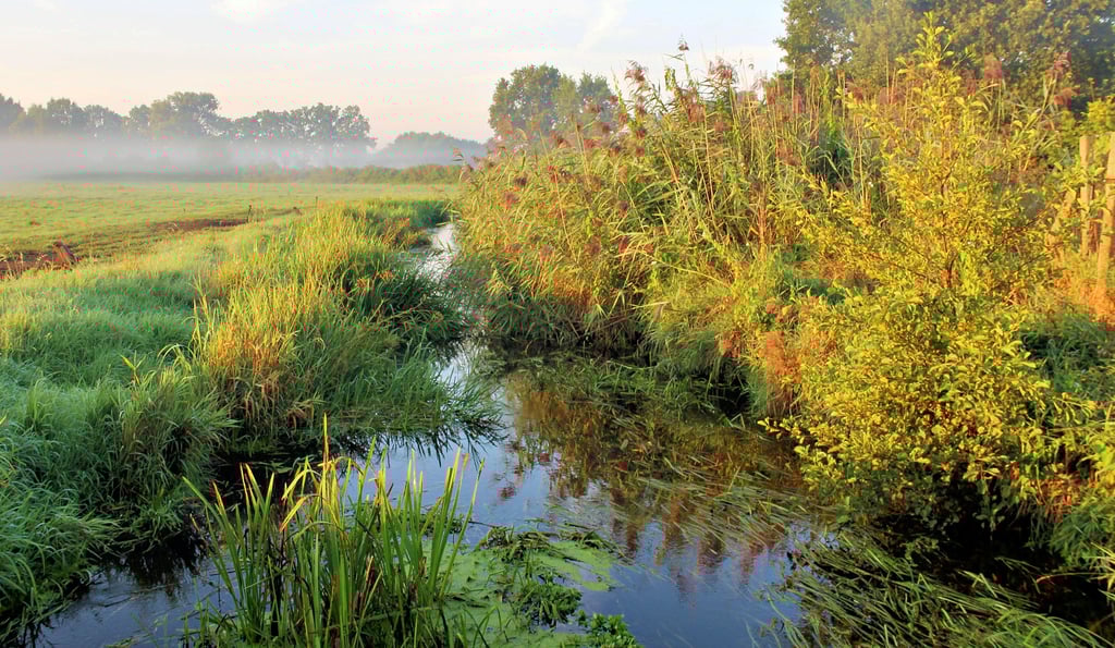 Die üppig sprießende Vegetation am und im Guidokanal gefällt nicht jedem. Dennoch sieht der Unterhaltungsverband den Wasserabfluss nicht behindert und verweist auf Regelungen zum Naturschutz, die eine intensive Mahd ausschließen.