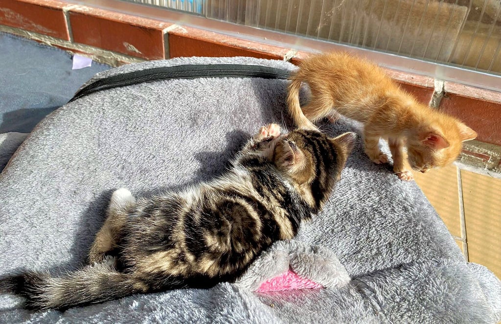 Derzeit warten neun Katzenwelpen aus zwei Würfen darauf, vermittelt zu werden. Wer helfen will, kann auch Pate werden.