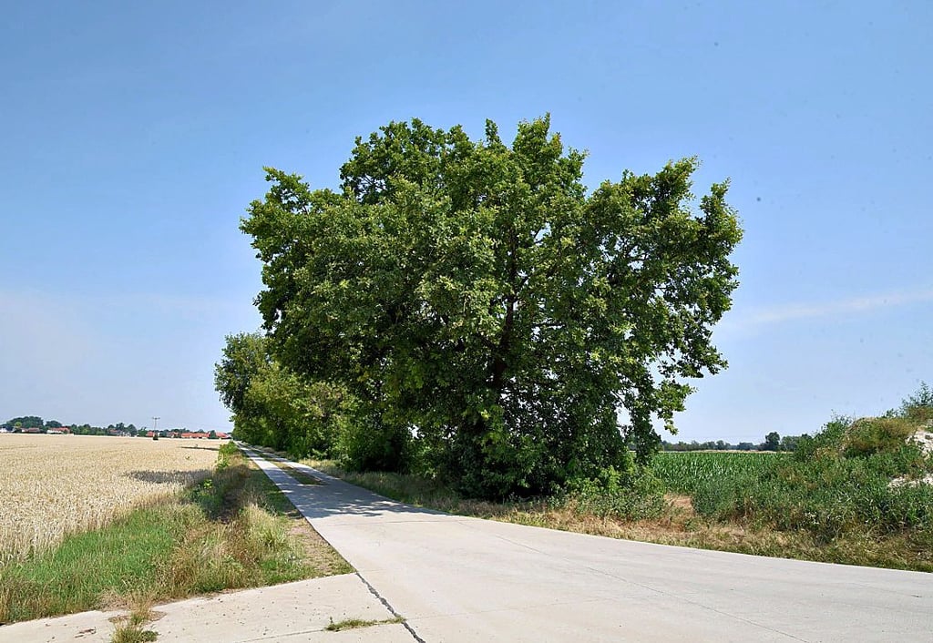 Die Vati-Eiche am Abzweig von Glinde nach Monplaisir ist heute ein stattlicher Baum. Der einst bucklige Feldweg wurde erst vor wenigen Monaten betoniert.