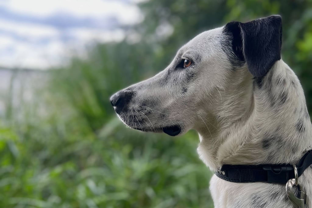 Bei einem Unfall in Dessau ist ein Hund überfahren worden.