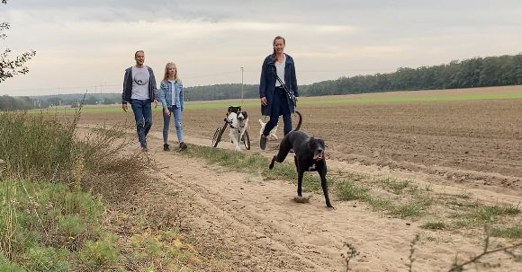 Impressionen vom Spaziergang, bei dem Frieda mit ihrem Hunde-Rollstuhl mittendrin statt nur dabei ist.