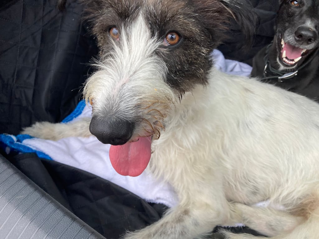 Deerhound Frieda ist in Möser zuhause.