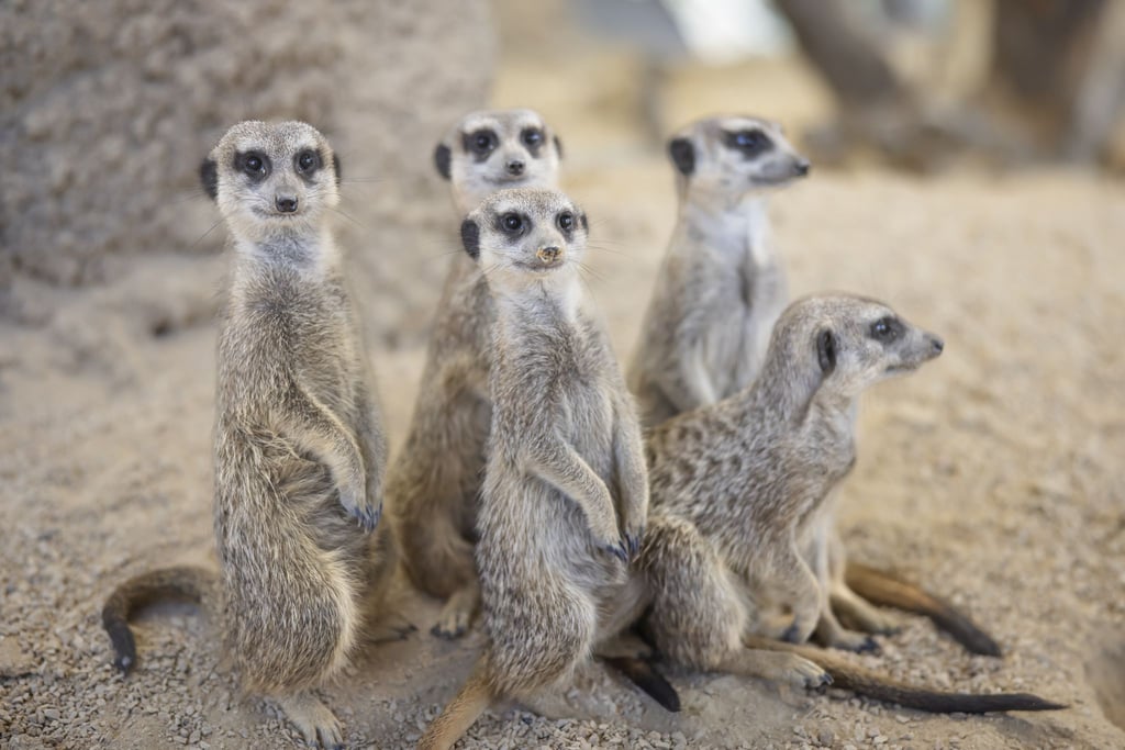 Erdmännchen stehen im Erdmännchengehege eines Zoos.