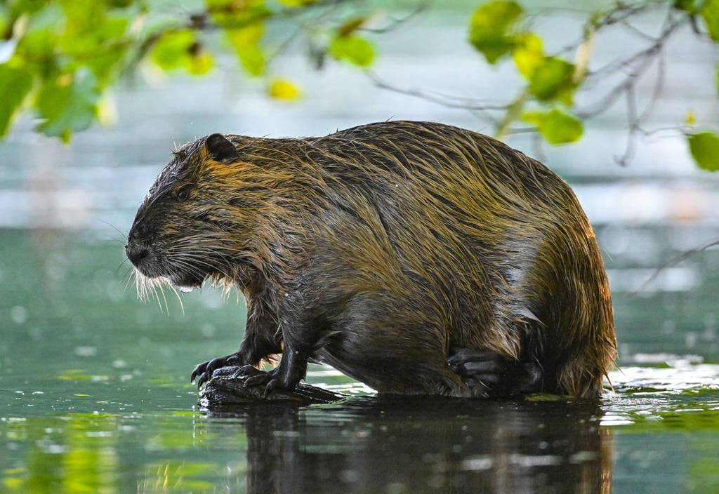 Ein Nutria steht am Rande eines Gewässers auf einem Baumstumpf.