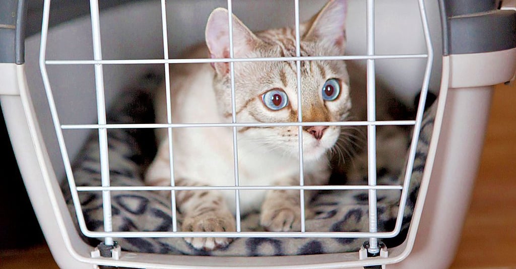 Die Betreuung von Fundtieren wie Katzen soll für Tangerhütte teurer werden, doch der Stadtrat lehnt das ab.