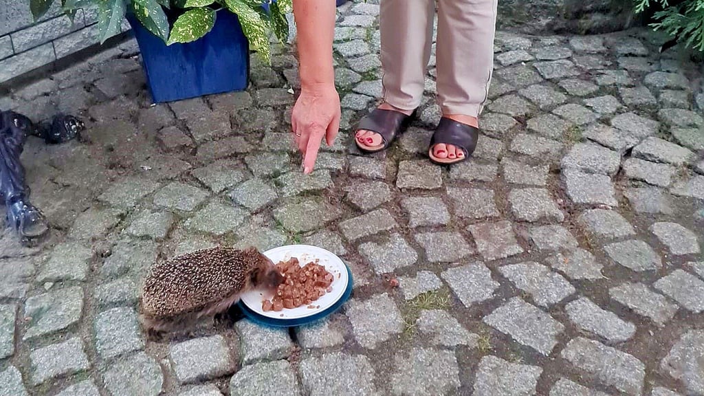 Die Nudersdorferin Kornelia Ditscher kümmert sich um Igel. Sie appelliert auch an die Umsicht anderer Menschen, gerade jetzt, wo Gärten winterfest gemacht werden, sollte verstärkt  auf die  kleinen Tiere geachtet werden.