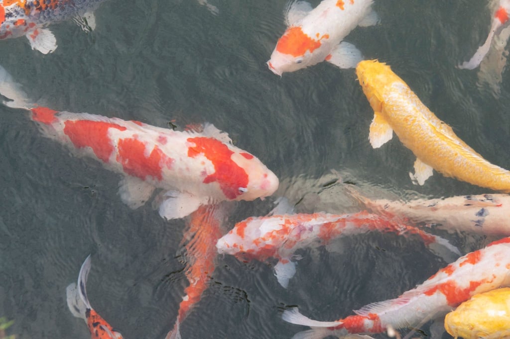 Koi-Karpfen schwimmen in einem Gewässer in einem Park.