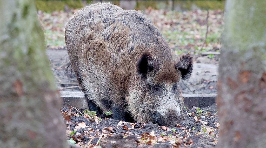 Im Bereich einer Parkanlage in der Wilhelm-Hellge-Straße in Schönebeck sorgen Wildschweine für Ärger. Merhfach sollen sie einen Zaun beschädigt und einen Garten aufgewühlt haben.