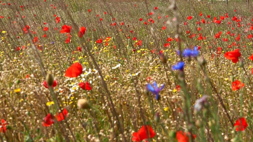 Artenreichen Blühwiesen sind hübsch anzusehen und bieten Insekten Nahrung - von dem Ideal ist man in Zerbst aber noch weit entfernt.