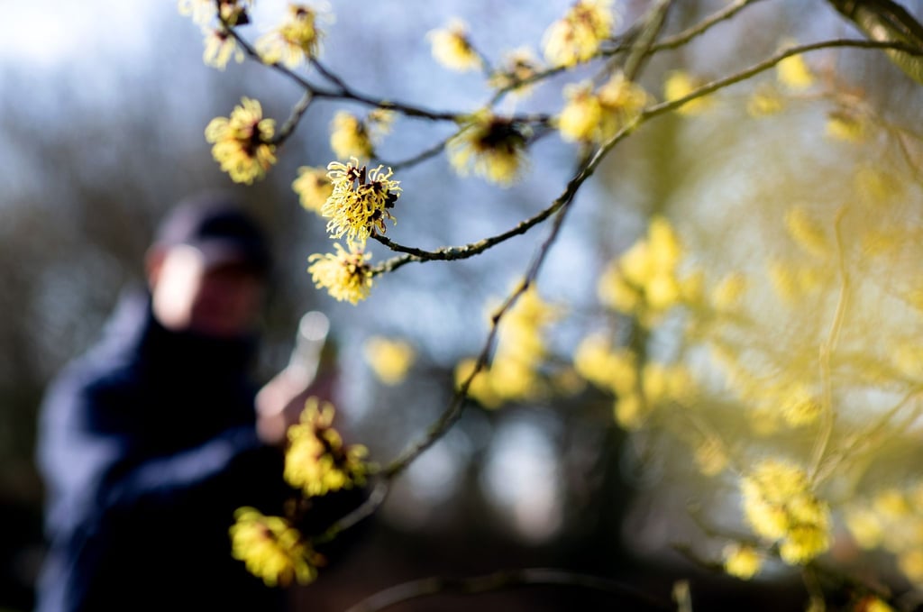 Eine blühende Zaubernuss wächst im Park der Gärten.