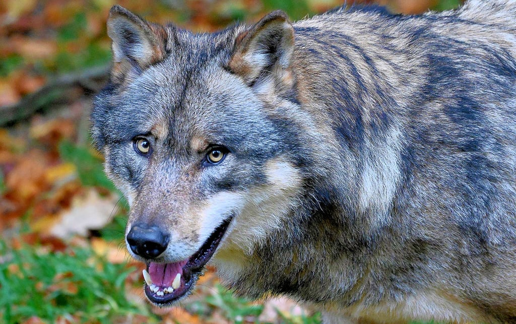 Der Wolf bereitet Nutztierhaltern immer wieder Sorgen. Anfang Oktober hat er in Listerfehrda 19 Schafe gerissen.