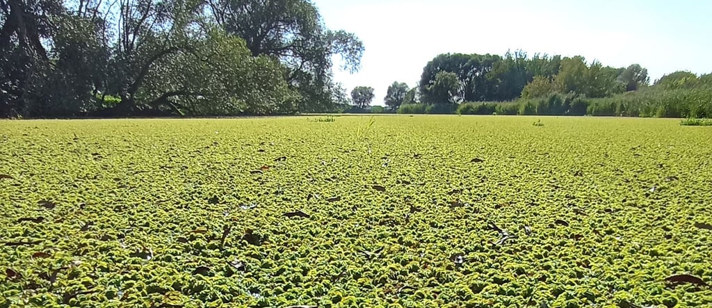 Ein riesiger grüner Teppich hat sich am Mahlbusen bei Warnau und in anderen Bereichen an der Havel ausgebreitet.