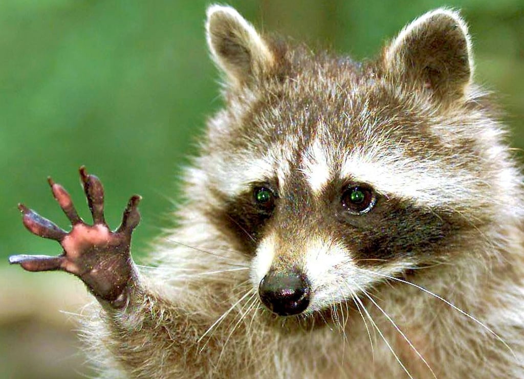 Er ist ein „Langfinger“: Selbst der Naturschutzbund Deutschland informiert auf seiner Internetseite, dass es Belege über lokal negative Auswirkungen des Waschbären auf die heimische Tierwelt gibt. Er frisst kleine Fische, Krebse und Frösche, Obst und Nüsse, aber auch Vögel, Echsen, Salamander und Mäuse zählten zu seiner natürlichen Nahrung.