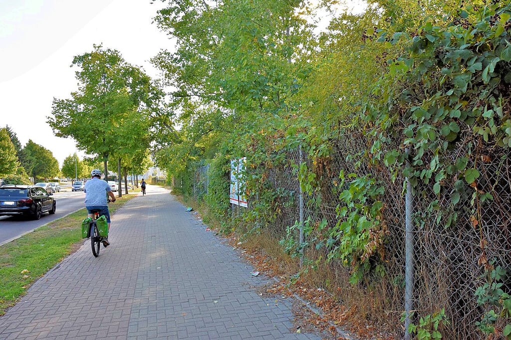 Hinter dem Gestrüpp liegt die ungenutzte Fläche an der Friedrich-Ebert-Straße in Cracau.