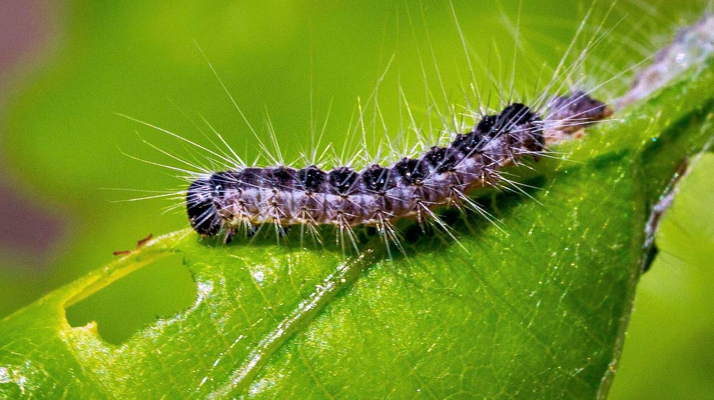 Die Raupe des Eichenprozessionsspinners. In großer Zahl sind sie sowie jene von Goldafter und Schwammspinner in der Elbaue und in angrenzenden Regionen aufgetreten, sie haben Bäume schwer geschädigt und die Lebensqualität eingeschränkt.